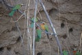 INTERACTION BETWEEN WHITEFRONTED BEE-EATERS SITTING IN A ROW ON A BRANCH Royalty Free Stock Photo
