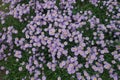 View of violet flowers of Erigeron speciosus from above