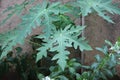 Water droplets on papaya leaves