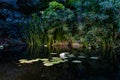 View of a Nymphaea alba (known as the European white water rose)