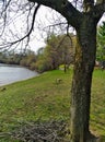 View of oak tree with backdrop of river and trees in distance serene