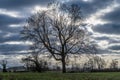 A view of an Oak tree silhouetted against the sky in the countryside close to Gumley in Leicestershire, UK Royalty Free Stock Photo