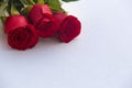Occasional beautiful red roses with a place for dedications or wishes
