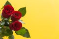 Occasional beautiful red roses on the yellow background with place for dedications or wishes