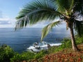 View of the ocean with palmtree