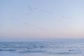 View of the ocean at sunset and a flock of pelicans