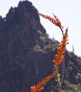 A view of an Ocotillo cactus flower against Picacho Peqak