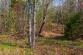 View off a hiking trail of forest in the Maine woods in the spring Royalty Free Stock Photo