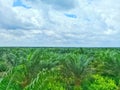 View oil palm plantations