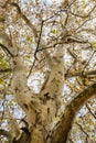 View of the old and big tree, from down to the tree top with green leaves Royalty Free Stock Photo