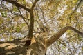View of the old and big tree, from down to the tree top with green leaves Royalty Free Stock Photo