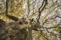 View of the old and big tree, from down to the tree top with green leaves Royalty Free Stock Photo