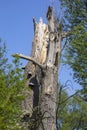 View of an old dead big tree. He stands among green trees Royalty Free Stock Photo