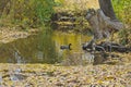 The old duck pond on the woodland floor Royalty Free Stock Photo