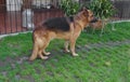 View of an old German Sheppard dog