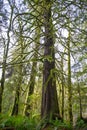 Old growth rain forest in Holland Creek trail in Ladysmith, Vancouver Island, Canada Royalty Free Stock Photo