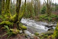 Old growth rain forest in Holland Creek trail in Ladysmith, Vancouver Island, British Columbia, Canada Royalty Free Stock Photo