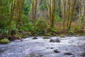 Old growth rain forest in Holland Creek trail in Ladysmith, Vancouver Island, British Columbia, Canada Royalty Free Stock Photo