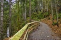 Old growth rain forest in Holland Creek trail in Ladysmith, Vancouver Island, Canada Royalty Free Stock Photo