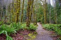 Old growth rain forest in Holland Creek trail in Ladysmith, Vancouver Island, Canada Royalty Free Stock Photo