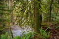 Old growth rain forest in Holland Creek trail in Ladysmith, Vancouver Island, Canada Royalty Free Stock Photo