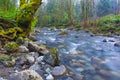 Old growth rain forest in Holland Creek trail in Ladysmith, Vancouver Island, British Columbia, Canada Royalty Free Stock Photo