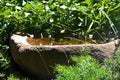 HOLLOW MILLSTONE USED AS A BIRDBATH