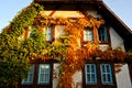 View of an old house covered by overgrown plant on the wall