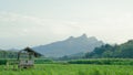 view of an old hut in a rice field with mountains in the background