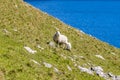 A view from the old lighthouse at Neist Point across the bay on the island of Skye, Scotland Royalty Free Stock Photo