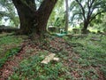 Lutheran Cemetery in Baton Rouge, Louisiana