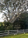 An old tree with chickens feeding in a field.