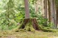 View of old tree stump covered with moss with  blurred forest background Royalty Free Stock Photo