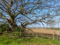 View of old tree and wooden fence with ploughed farmland in the background