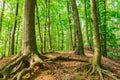 Old big trees with roots in green forest Royalty Free Stock Photo