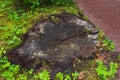 View of an old unusual brown pine stump. The remains of a felled tree