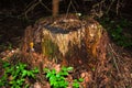 View of an old unusual brown pine stump. The remains of a felled tree