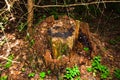 View of an old unusual brown pine stump. The remains of a felled tree