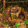 View of an old unusual brown pine stump. The remains of a felled tree