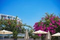 View of oleander flowers by the pool against the blue sky. Holidays at the resort Royalty Free Stock Photo