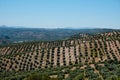 View of an olive grove in Rute, Andalusia, Spain