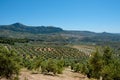 Olive grove and Cuevas de San Marcos, Spain