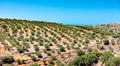 View of an olive plantation on the mountain of Crete