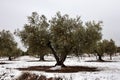 View of an olive tree in the middle of an olive field in full winter snowfall. olive oil Royalty Free Stock Photo