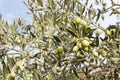 Olive tree, Olea Europaea, with green olives on branches Royalty Free Stock Photo
