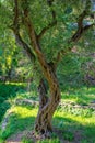 View of olive tree with twisted trunk Royalty Free Stock Photo