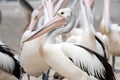 View of one Australian pelican amongst many. Royalty Free Stock Photo