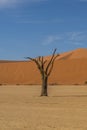 View of one dead camelthorn trees and red dunes in Deadvlei, Sossusvlei, Namib-Naukluft National Park, Namibia Royalty Free Stock Photo