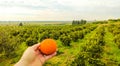 Italian Orange Orchards Royalty Free Stock Photo