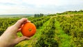 Italian Orange Orchards Royalty Free Stock Photo